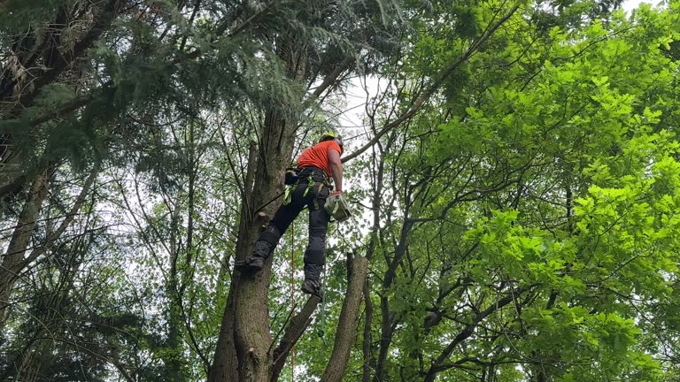 How Our Tree Care Process Works  in Oak Valley, NJ